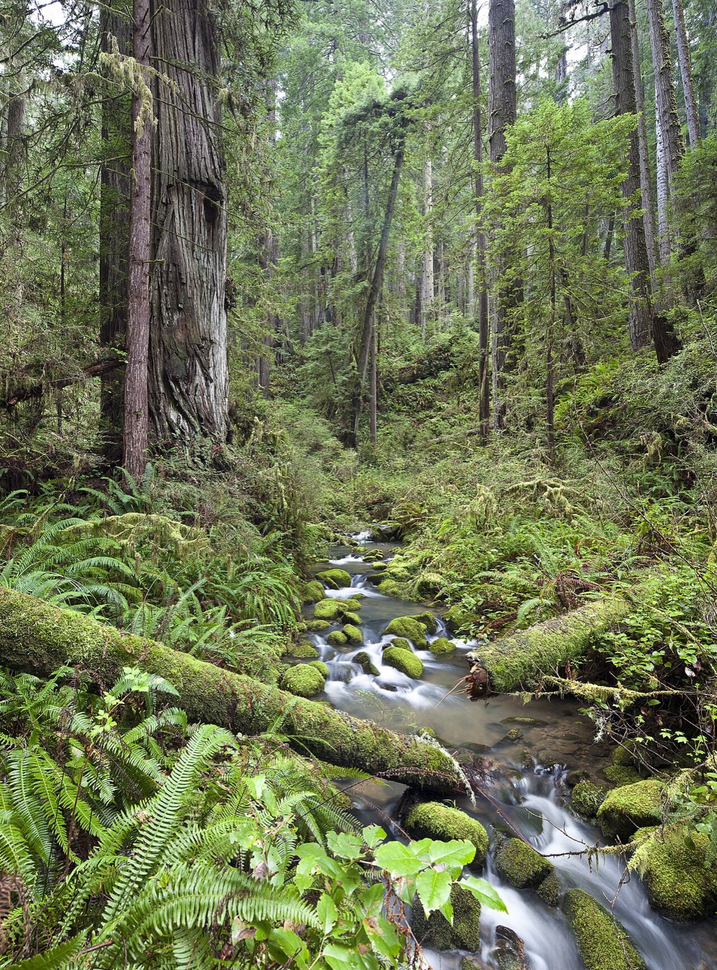 Nền rừng tại Khu bảo tồn Headwaters, California