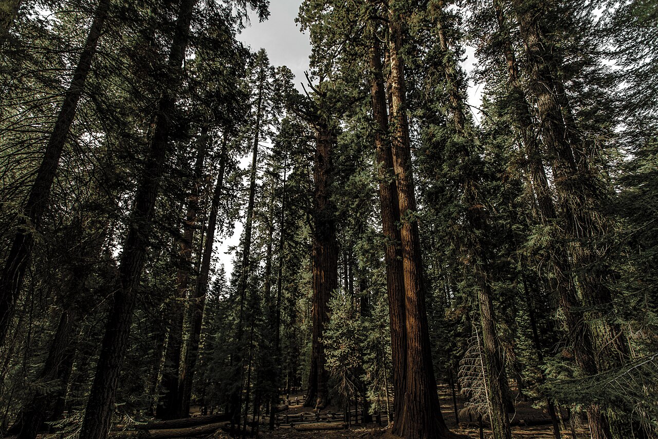 Rừng cây cự sam khổng lồ tại Vườn quốc gia Sequoia