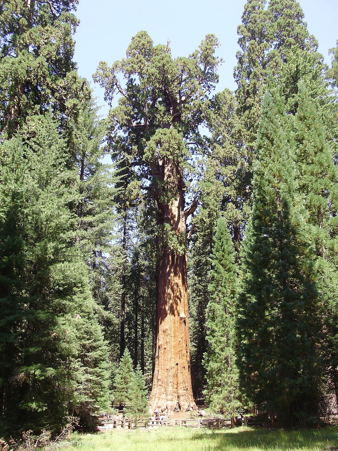 Cây General Sherman tại Vườn quốc gia Sequoia, cây có thể tích lớn nhất thế giới