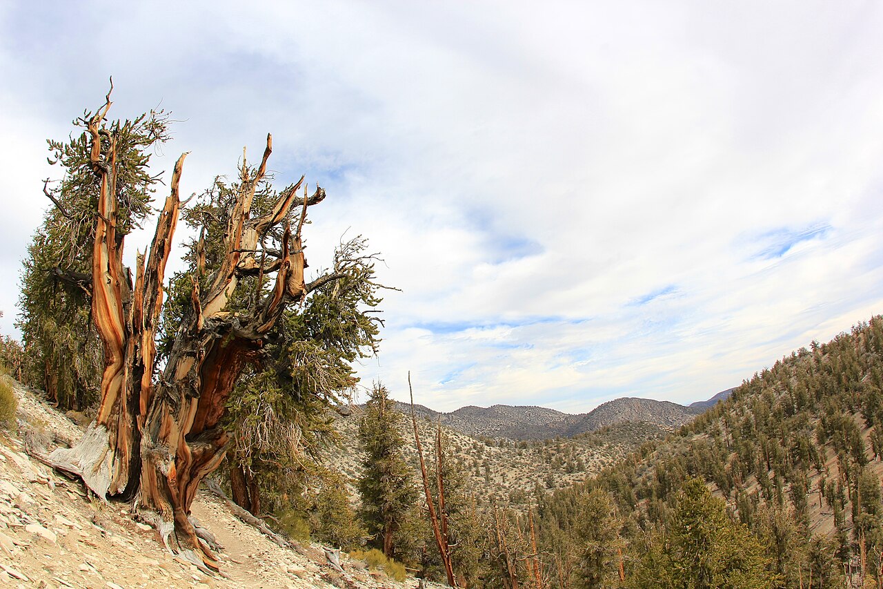 Rừng thông bristlecone cổ thụ tại California