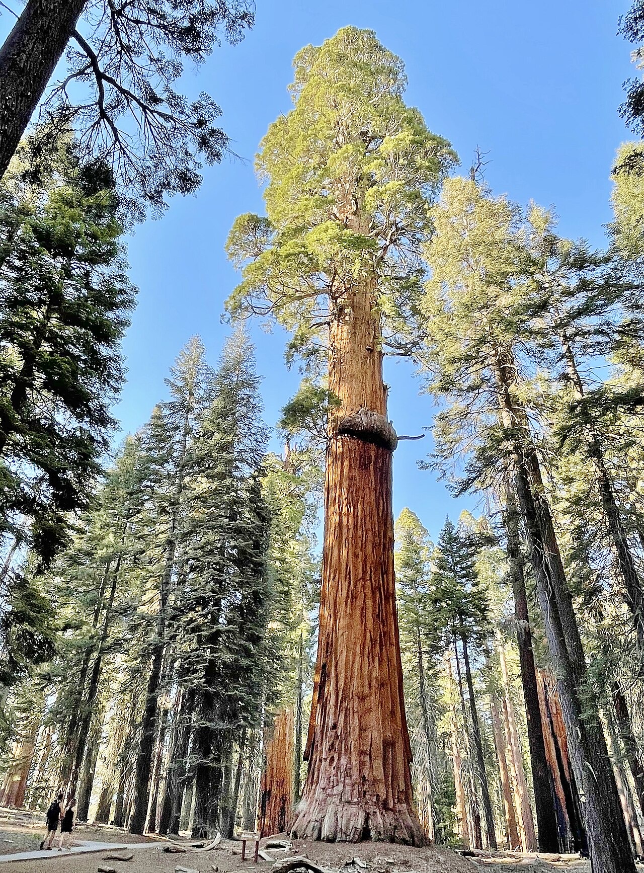 Cây The President tại Vườn quốc gia Sequoia