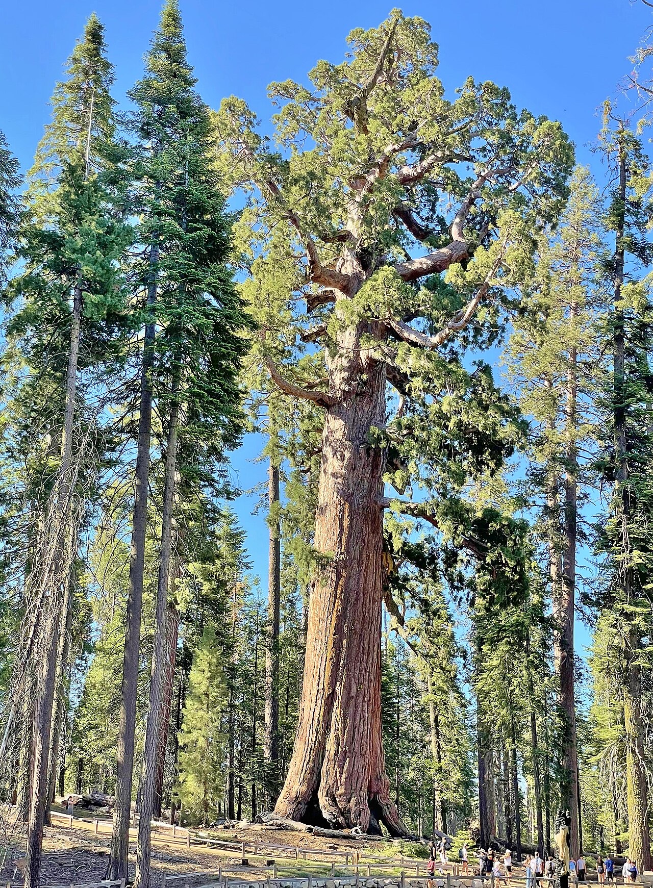 Cây Grizzly Giant tại rừng Mariposa Grove, Yosemite