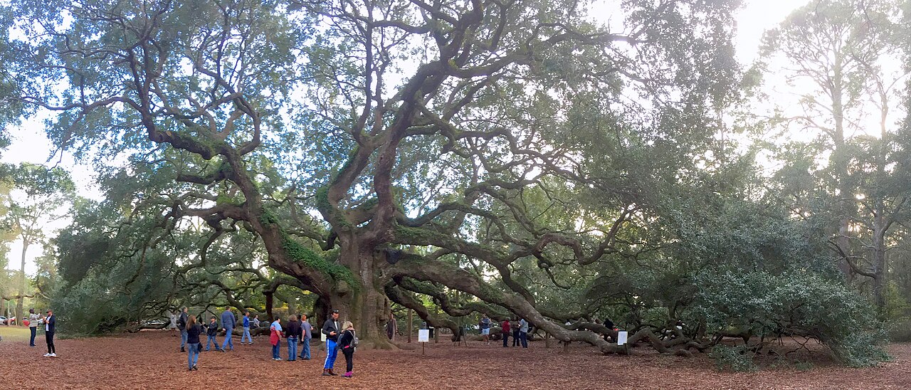 Cây sồi Angel Oak với tán lá rộng tại South Carolina