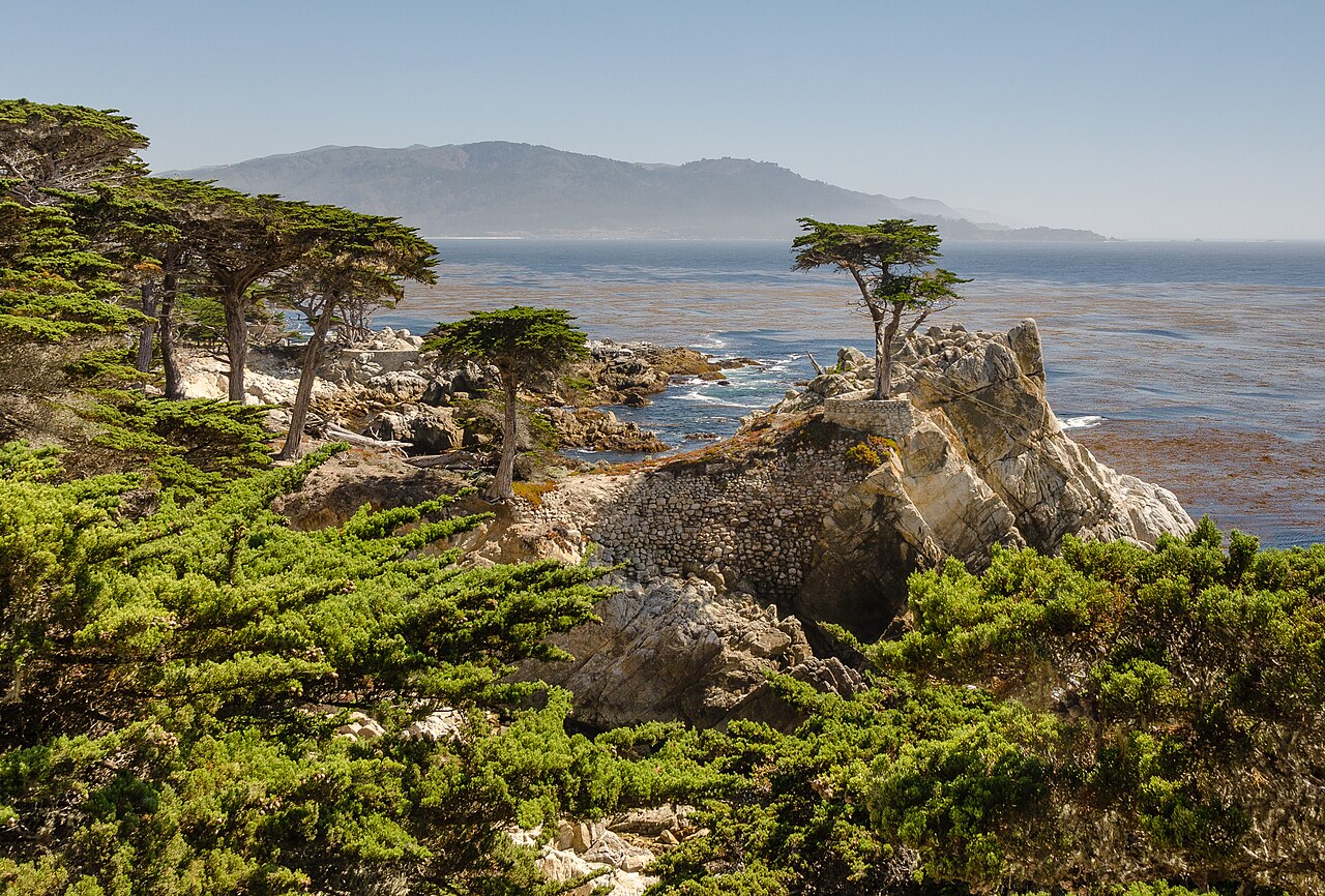 Cây bách cô đơn trên mỏm đá tại Pebble Beach, California