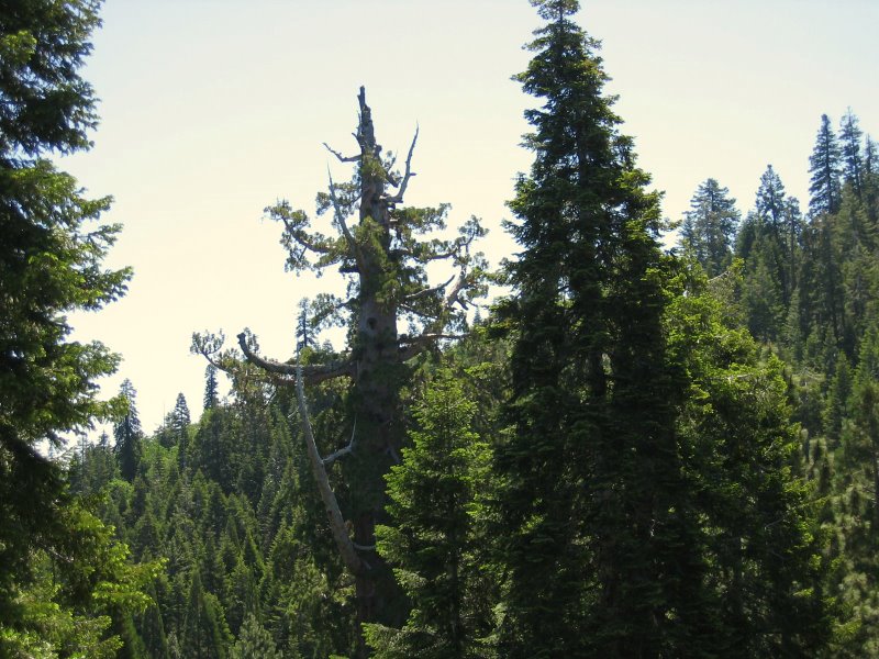 Cây Boole trong Rừng quốc gia Sequoia